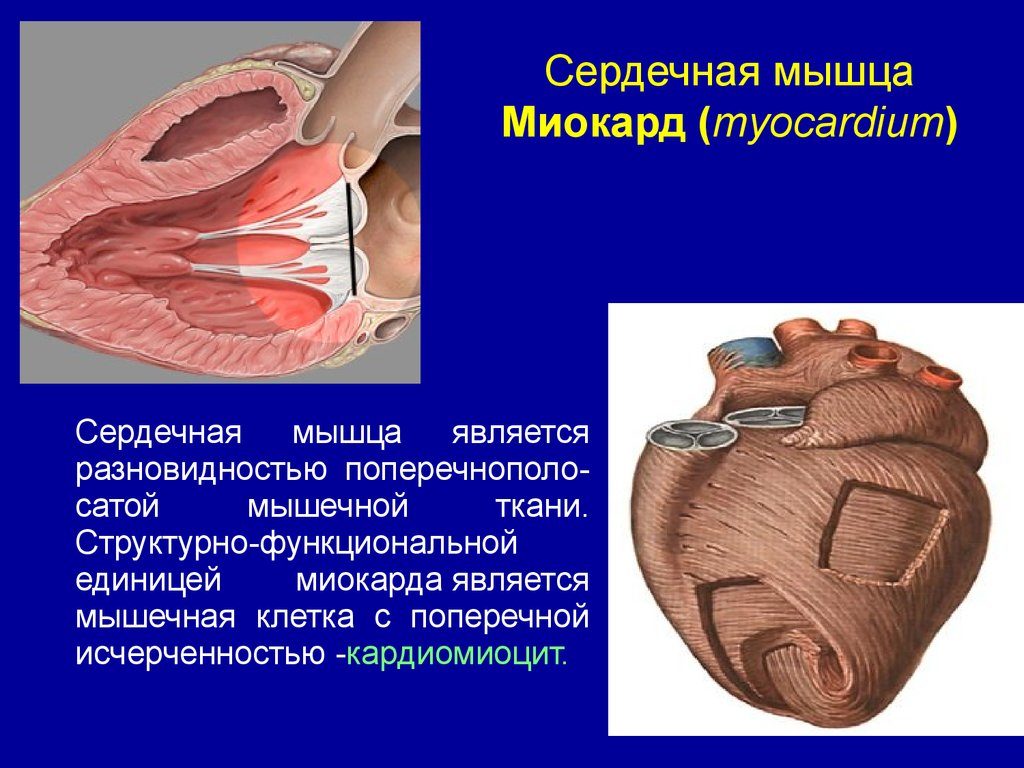 Serdechnaya myshtsa 6 1024x768