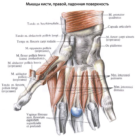 мышцы-кисти-3