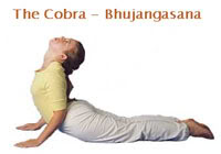 Cobra