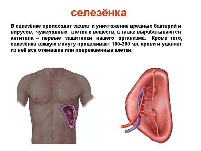 kak ponjat chto bolit selezjonka 3