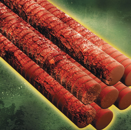 muscle fiber456654