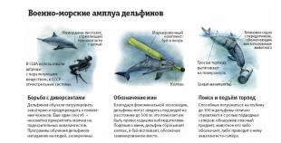 Боевые дельфины в России