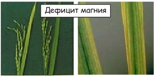 Недостаток магния в организме. Последствия.